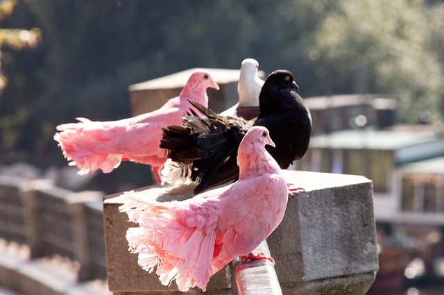 的粉丝狂热 的粉丝狂热